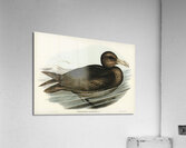 Giant Petrel Procellaria gigantea illustrated by Elizabeth Gould 1804–1841 for John Gould’s 1804-1881 Birds of Australia  Acrylic Print