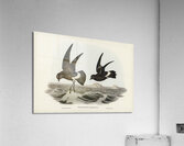 Wilsons Storm Petrel Thalassidroma Wilsonii illustrated by Elizabeth Gould 1804–1841 for John Gould’s 1804-1881 Birds of Australia  Acrylic Print