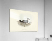 Allied Petrel Puffinus assimilis illustrated by Elizabeth Gould 1804–1841 for John Gould’s 1804-1881 Birds of Australia  Acrylic Print