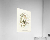 Little Whimbrel Numenius minutus illustrated by Elizabeth Gould 1804–1841 for John Gould’s 1804-1881 Birds of Australia  Acrylic Print