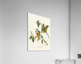 Swainsons Fruit Pigeon Ptilinopus Swainsonii illustrated by Elizabeth Gould 1804–1841 for John Gould’s 1804-1881 Birds of Australia  Acrylic Print