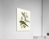 Many-coloured Parakeet Psephotus multicolor illustrated by Elizabeth Gould 1804–1841 for John Gould’s 1804-1881 Birds of Australia  Acrylic Print