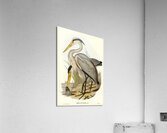 Great Grey Heron Ardea leucophaea illustrated by Elizabeth Gould 1804–1841 for John Gould’s 1804-1881 Birds of Australia  Acrylic Print
