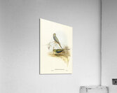 Ewings Fruit Pigeon Ptilinopus Ewingii illustrated by Elizabeth Gould 1804–1841 for John Gould’s 1804-1881 Birds of Australia  Acrylic Print