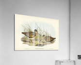 New Holland Snipe Scolopax Australis illustrated by Elizabeth Gould 1804–1841 for John Gould’s 1804-1881 Birds of Australia  Acrylic Print