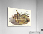 Australian Bittern Botaurus Australis illustrated by Elizabeth Gould 1804–1841 for John Gould’s 1804-1881 Birds of Australia  Acrylic Print