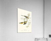 Elegant Grass-Parakeet Euphema elegans illustrated by Elizabeth Gould 1804–1841 for John Gould’s 1804-1881 Birds of Australia  Acrylic Print