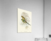 Red-backed Parakeet Psephotus haematonotus illustrated by Elizabeth Gould 1804–1841 for John Gould’s 1804-1881 Birds of Australia  Acrylic Print
