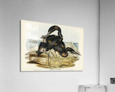 Blue Reef Heron Herodias jugularis illustrated by Elizabeth Gould 1804–1841 for John Gould’s 1804-1881 Birds of Australia  Acrylic Print