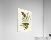 Red-collared Lorikeet Trichoglossus rubritorquis illustrated by Elizabeth Gould 1804–1841 for John Gould’s 1804-1881 Birds of Australia  Acrylic Print