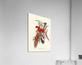 Fiery Parakeet Platycercus ignitus illustrated by Elizabeth Gould 1804–1841 for John Gould’s 1804-1881 Birds of Australia  Acrylic Print