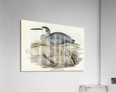 White-fronted Heron Ardea Novae-Hollandiae illustrated by Elizabeth Gould 1804–1841 for John Gould’s 1804-1881 Birds of Australia  Acrylic Print