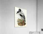 Australian Mycteria Mycteria Australis illustrated by Elizabeth Gould 1804–1841 for John Gould’s 1804-1881 Birds of Australia  Acrylic Print