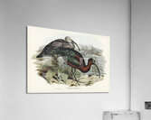 Glossy Ibis Falcinellus igneus illustrated by Elizabeth Gould 1804–1841 for John Gould’s 1804-1881 Birds of Australia  Acrylic Print