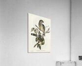 Cat Bird Ptilonorhynchus Smithii illustrated by Elizabeth Gould 1804–1841 for John Gould’s 1804-1881 Birds of Australia  Acrylic Print