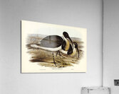 Straw-necked Ibis Geronticus spinicollis illustrated by Elizabeth Gould 1804–1841 for John Gould’s 1804-1881 Birds of Australia  Acrylic Print