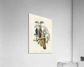 Magnificent Fruit Pigeon Carpophaga magnifica illustrated by Elizabeth Gould 1804–1841 for John Gould’s 1804-1881 Birds of Australia  Acrylic Print