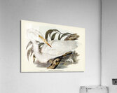 Australian Egret Hrodias syrmatophorus illustrated by Elizabeth Gould 1804–1841 for John Gould’s 1804-1881 Birds of Australia  Acrylic Print