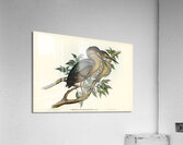Thick-billed Green Bittern Ardetta macrorhyncha illustrated by Elizabeth Gould 1804–1841 for John Gould’s 1804-1881 Birds of Australia  Acrylic Print