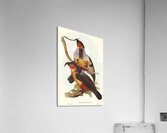 Philip Island Parrot Nestor productus illustrated by Elizabeth Gould 1804–1841 for John Gould’s 1804-1881 Birds of Australia  Acrylic Print