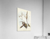 Blood-stained Cockatoo Cacatua sanguinca illustrated by Elizabeth Gould 1804–1841 for John Gould’s 1804-1881 Birds of Australia  Acrylic Print