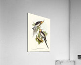 Cockatoo Parakeet Nymphicus Novae Hollandiae illustrated by Elizabeth Gould 1804–1841 for John Gould’s 1804-1881 Birds of Australia  Acrylic Print