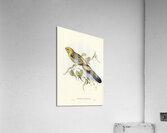 Yellow-rumped Parakeet Platycercus flaveolus illustrated by Elizabeth Gould 1804–1841 for John Gould’s 1804-1881 Birds of Australia  Impression acrylique