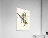 Red-capped Parakeet Platycercus pileatus illustrated by Elizabeth Gould 1804–1841 for John Gould’s 1804-1881 Birds of Australia  Acrylic Print