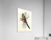 Pennants Parakeet Platycercus Pennantii illustrated by Elizabeth Gould 1804–1841 for John Gould’s 1804-1881 Birds of Australia  Acrylic Print