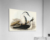 White-breasted Cormorant Phalacrocorax leucogaster illustrated by Elizabeth Gould 1804–1841 for John Gould’s 1804-1881 Birds of Australia  Impression acrylique