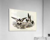 John Gould Birds of Australia 637 Acrylic Print