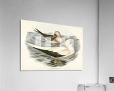 Red-legged Gannet Sula piscator illustrated by Elizabeth Gould 1804–1841 for John Gould’s 1804-1881 Birds of Australia  Acrylic Print