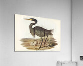 Sombre Egret Herodias pannosus illustrated by Elizabeth Gould 1804–1841 for John Gould’s 1804-1881 Birds of Australia  Acrylic Print