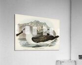 Culminated Albatros Diomedea culminata illustrated by Elizabeth Gould 1804–1841 for John Gould’s 1804-1881 Birds of Australia  Acrylic Print