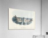 Grey Noddy Anous cinereus illustrated by Elizabeth Gould 1804–1841 for John Gould’s 1804-1881 Birds of Australia  Acrylic Print