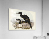 Groove-billed Cormorant Phalacrocorax sulcirostris illustrated by Elizabeth Gould 1804–1841 for John Gould’s 1804-1881 Birds of Australia  Acrylic Print