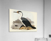 Pied Cormorant Phalacrocorax hypoleucus illustrated by Elizabeth Gould 1804–1841 for John Gould’s 1804-1881 Birds of Australia  Acrylic Print