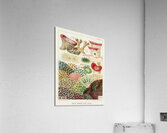 Great Barrier Reef Corals from The Great Barrier Reef of Australia 1893 by William Saville-Kent 1845-1908. Fig 1: Trachyphyllia amaraniusFig 2 : Caulastroea DistortaFig 3 : Mussa CorymbosaFig 4 : Mussa MultilobataFig 5 : PrionastroeaFig 6 : Favia Bo Acrylic Print