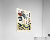 Barrier Reef Molluscs and Planarians from The Great Barrier Reef of Australia 1893 by William Saville-Kent 1845-1908. Fig 1: Flat worm Pseudoceros KentiiFig 2: Planarian Pseudoceros DimidiatusFig 3: Blue spotted Octopus Octopus PictusFig 4: Sea-hare A Acrylic Print