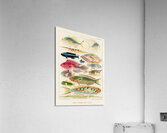 Great Barrier Reef Fishes from The Great Barrier Reef of Australia 1893 by William Saville-Kent 1845-1908. Fig 1: Fringe-finned Trevally Caranx ridiatus MacLeayFig 2: Dismond Trvally Caranx Gallus LinFig 3: Needle fish amphisile scuataFig 4: Blue band Acrylic Print