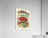 Great Barrier Reef Fishes from The Great Barrier Reef of Australia 1893 by William Saville-Kent 1845-1908.  Fig 1: Orange banded parrot fish Xiphochilus Fasciatus Fig 2: Hodgkinson&39s parrot fish Choerops Hodgkinsonii Fig 3: Scarlet banded Parrot fish C Acrylic Print