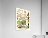 Great Barrier Reef Anemones from The Great Barrier Reef of Australia 1893 by William Saville-Kent 1845-1908. Fig 1 : Palythoa caesiaFig 2 : Rhodactis HowesiiFig 3 : Haterodactyla HemprichiiFig 4 : Acrozoanthus australioeFig 5 : phymanthus muscorumFi Acrylic Print