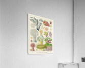 Barrier Reef Anemones from The Great Barrier Reef of Australia 1893 by William Saville-Kent 1845-1908.  Acrylic Print