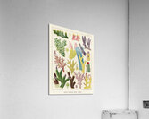 Great Barrier Reef Corals from The Great Barrier Reef of Australia 1893 by William Saville-Kent 1845-1908. Fig 1-2: Madrepora ProstrataFig 3: Madrepora KentiFig 4: Madrepora OrnataFig 5: Madrepora DecipiensFig 6: Mdrepora LaxaFig 7: Madrepora secund Acrylic Print