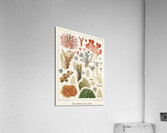 Great Barrier Reef Corals from The Great Barrier Reef of Australia 1893 by William Saville-Kent 1845-1908. Fig 1 : Seriatopora HystrixFig 2 : Stylopora PalmataFig 3 : Pcillpoora DamicornisFig 4 : Oculina FasciculataFig 5 : Echinopora horridaFig 6 :  Acrylic Print