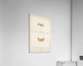 Bella Moth Utetheisia Bella from Moths and butterflies of the United States 1900 by Sherman F. Denton 1856-1937.  Acrylic Print