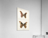 Promethea Silkmoth - Male Attacus Promethia from Moths and Butterflies of the United States 1900 by Sherman F. Denton 1856-1937.  Acrylic Print