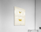 Little Sulphur Terias Lisa from Moths and butterflies of the United States 1900 by Sherman F. Denton 1856-1937.  Acrylic Print