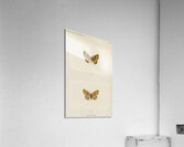 Silver-bordered Fritillary Argynnis Myrina from Moths and butterflies of the United States 1900 by Sherman F. Denton 1856-1937.  Acrylic Print