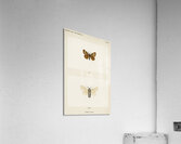 Gypsy Moth - Male Female Ocneria Dispar from Moths and Butterflies of the United States 1900 by Sherman F. Denton 1856-1937.  Acrylic Print
